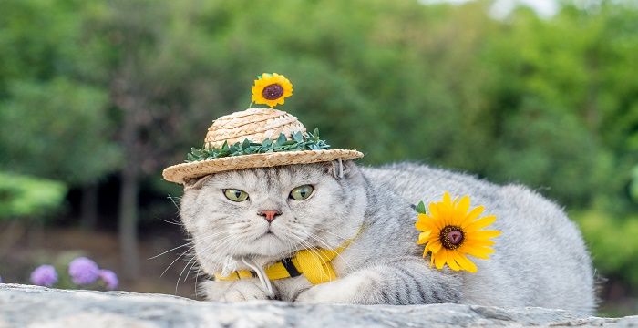 梦见打猫赶猫预兆，梦见鸟入宅赶走的预兆解梦图1