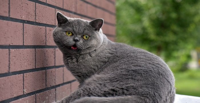 梦见打猫赶猫预兆，梦见鸟入宅赶走的预兆解梦图2