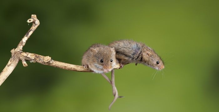 女人梦见老鼠幼崽什么征兆图2