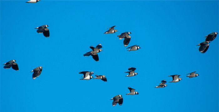梦见很多鸟聚在一起，梦见一群鸟是什么预兆图2