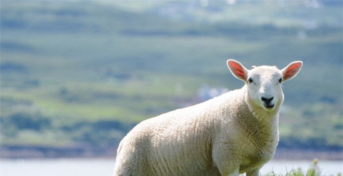 梦到羊生小羊羔是什么意思，做梦梦见羊生小羊羔是什么意思图1