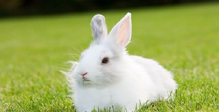 已婚女人梦见白色的小兔子，孕妇梦见白色兔子是什么预兆图1