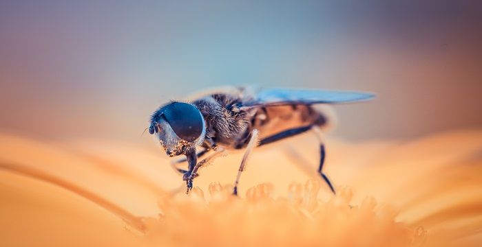 梦见蜜蜂成群在自己身上，梦见蜜蜂在自己身上什么意思啊图1