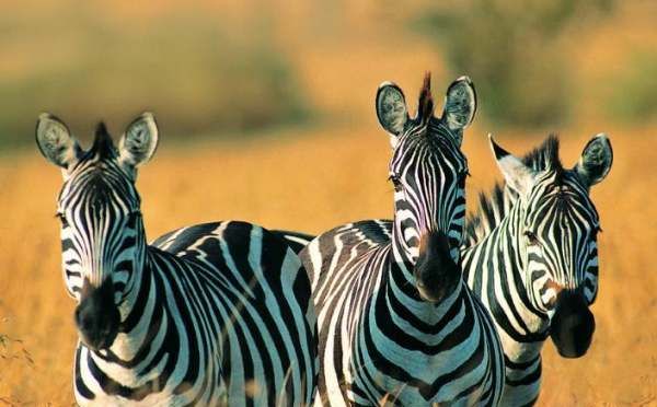 非洲大草原上的动物,非洲大草原上有什么动物图3