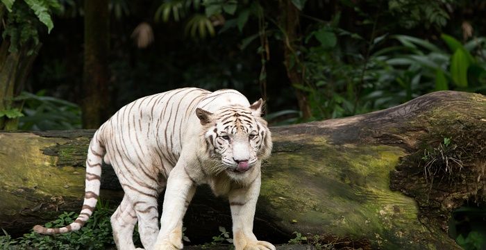 梦见白色老虎意味着什么，孕妇梦见小白老虎是什么预兆图1