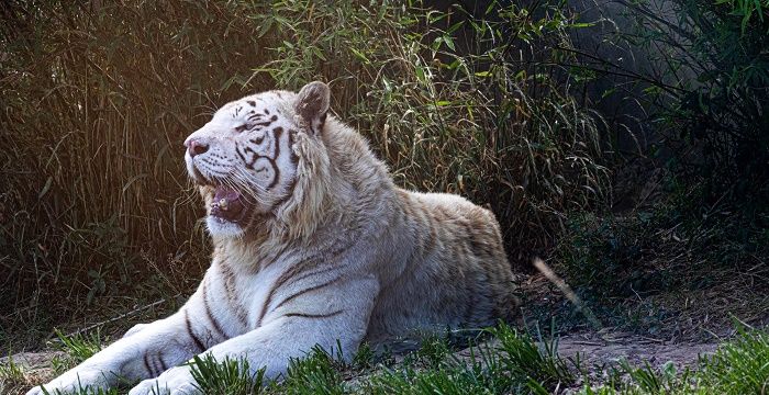 梦见白色老虎意味着什么，孕妇梦见小白老虎是什么预兆图2