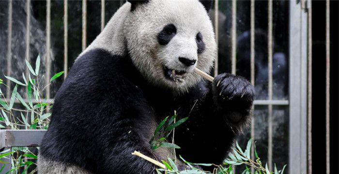 孕妇梦见熊猫，孕妇梦见小熊猫幼崽是胎梦吗图2