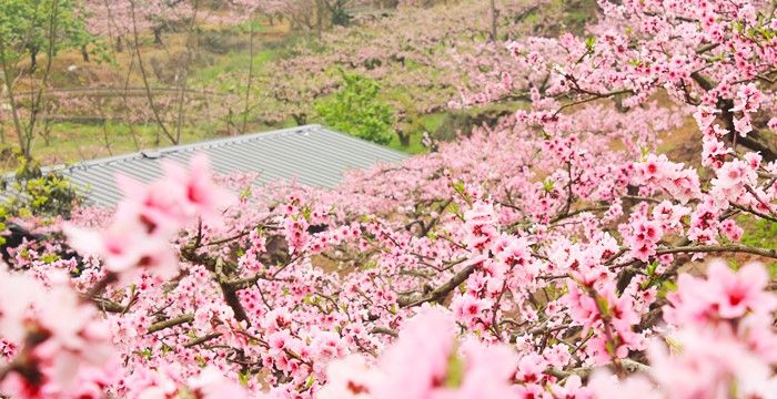 梦见山上好多桃花盛开，梦见满山桃花盛开是什么意思图1