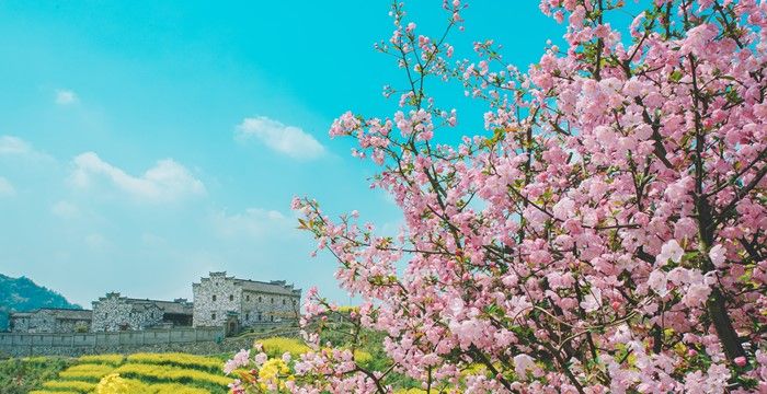 梦见山上好多桃花盛开，梦见满山桃花盛开是什么意思图2