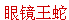 眼镜王蛇的蛇毒结晶是什么颜色的,蛇毒导致死亡的原因是什么图1