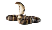 眼镜王蛇的蛇毒结晶是什么颜色的,蛇毒导致死亡的原因是什么图2