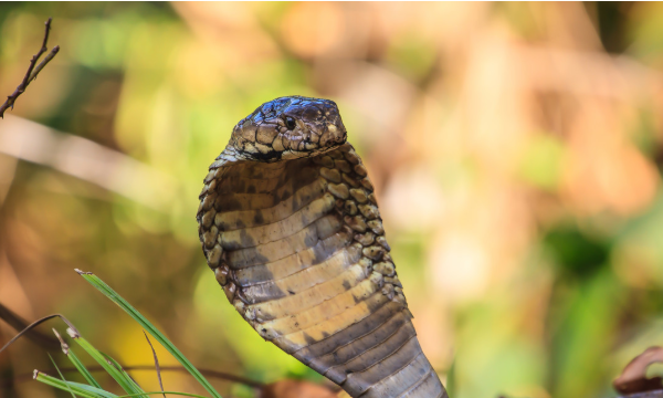 眼镜王蛇的蛇毒结晶是什么颜色的,蛇毒导致死亡的原因是什么图3