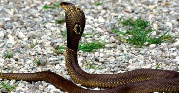 眼镜王蛇的蛇毒结晶是什么颜色的,蛇毒导致死亡的原因是什么图4