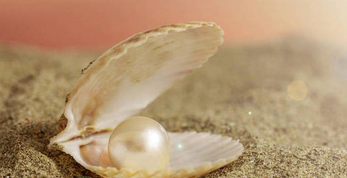 梦到从蚌里取出珍珠什么意思，梦见从蚌里取出珍珠是什么意思图2