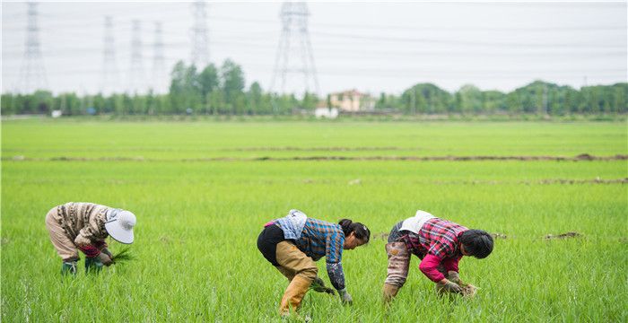 女人梦见自己在插秧苗，梦见去插秧是什么预兆图1