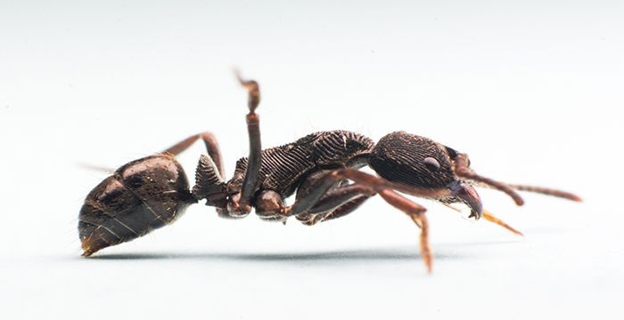 梦见床上有蚂蚁，梦见很多蚂蚁蛋的预兆图2