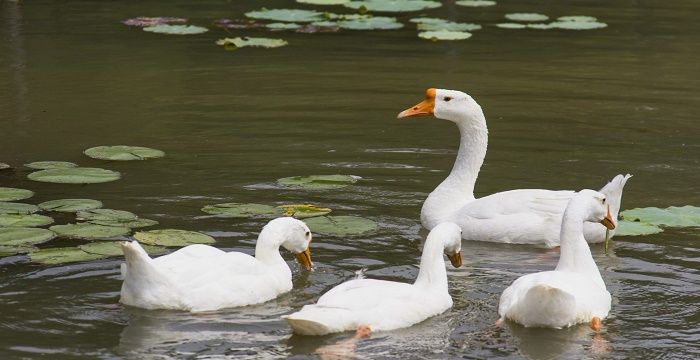 女人梦见一只大白鹅，梦见白鹅是什么征兆周公解梦图1