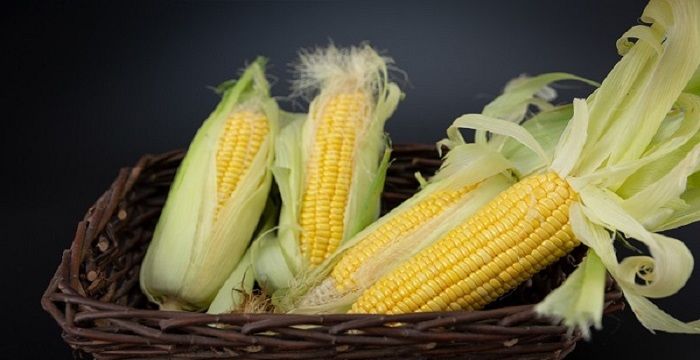 梦见去玉米地掰玉米，梦到玉米地掰玉米棒子图1