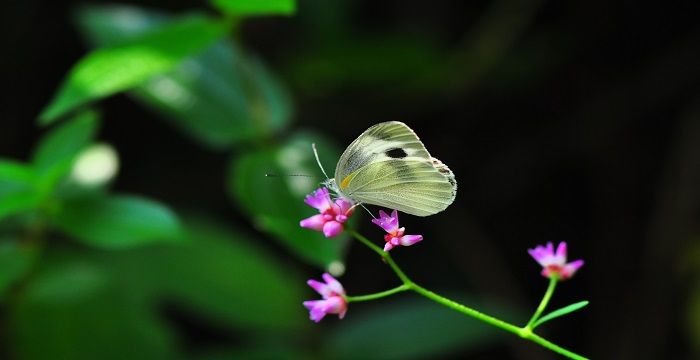 梦见白蝴蝶，梦见蝴蝶落在手上是什么意思 预兆解梦图1