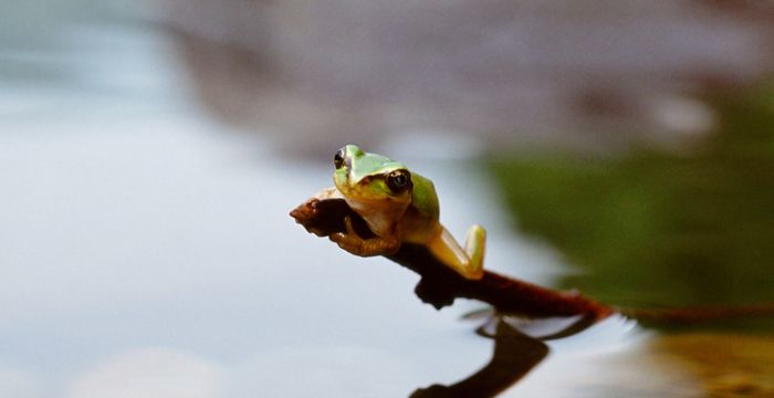 梦见青蛙在家里图2