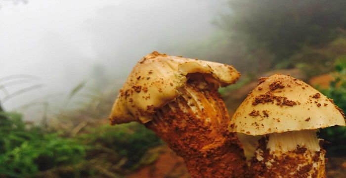 梦见鸡枞是什么预兆，女人梦见捡到好多鸡枞的预兆图1