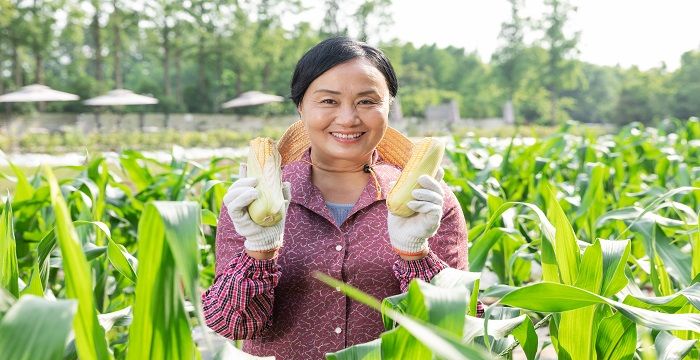 女人梦见一片绿油油的玉米地图2