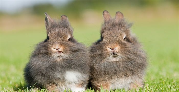 梦见自己逮了两只兔子图1