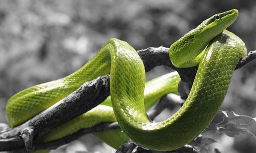 梦见好多绿蛇在我身上，孕妇梦见绿蛇是什么意思图1