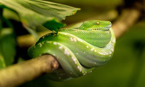 梦见好多绿蛇在我身上，孕妇梦见绿蛇是什么意思图2
