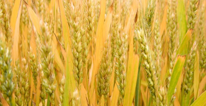 梦见收割小麦是什么意思，梦见收麦子 收割小麦是什么意思宝妈图1