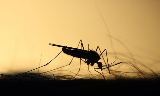 女人梦见蚊子很多是什么意思，女人梦见蚊子很多在飞是什么意思啊图2