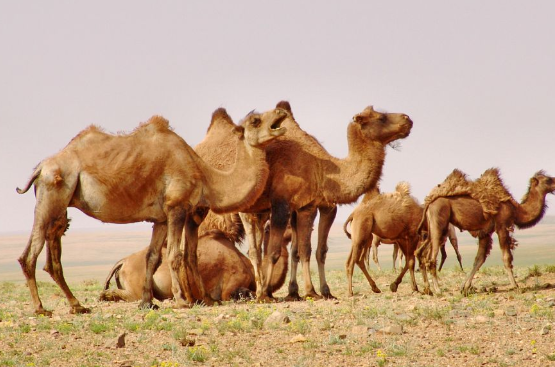 梦见骆驼，梦见养骆驼是什么预兆周公解梦女性图2
