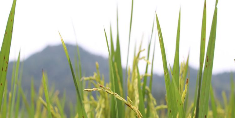 梦见割稻子是什么意思，梦见成堆的稻子的预兆图1