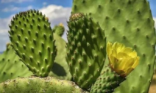 骆驼吃仙人掌不怕刺,为什么骆驼吃带刺的植物不怕扎到嘴巴图1