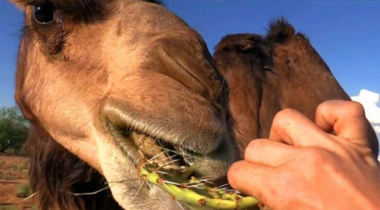 骆驼吃仙人掌不怕刺,为什么骆驼吃带刺的植物不怕扎到嘴巴图2