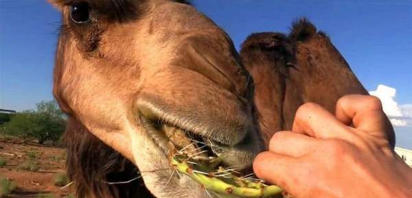 骆驼吃仙人掌不怕刺,为什么骆驼吃带刺的植物不怕扎到嘴巴图4