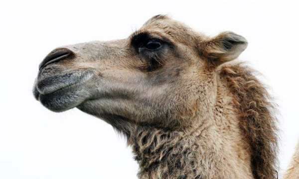 骆驼吃仙人掌不怕刺,为什么骆驼吃带刺的植物不怕扎到嘴巴图6