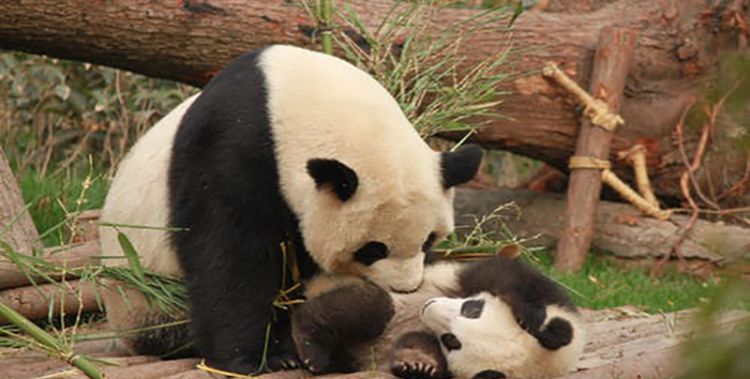 梦见大熊猫是什么预兆图2