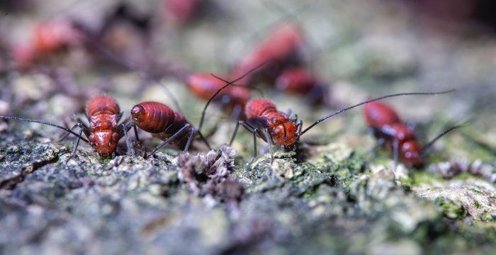 梦到地上有大量的蚂蚁，梦见家里有飞蚂蚁的预兆图1