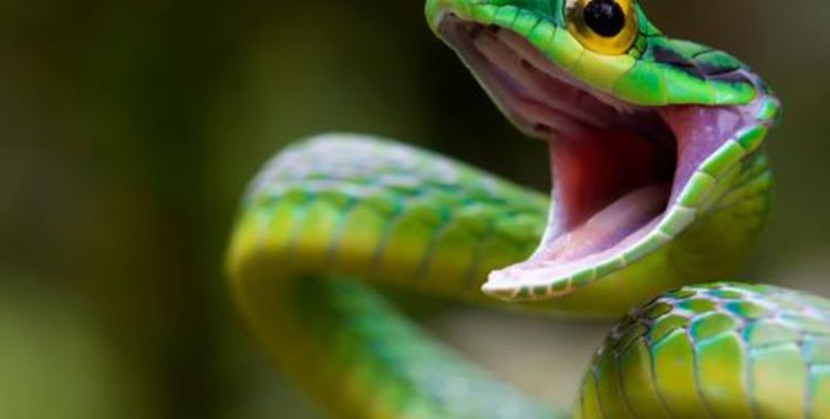 女人梦见一条绿色的蛇，女人梦见一条绿色的小蛇是什么意思图2