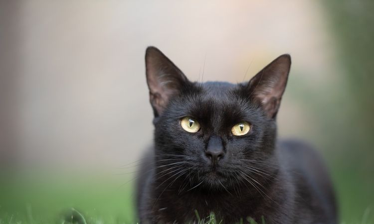 梦见小黑猫什么意思，梦见黑猫下崽的预兆图1