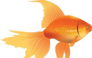 梦见金鱼在鱼缸里游什么意思，梦见好多金鱼在鱼缸里游来游去图1