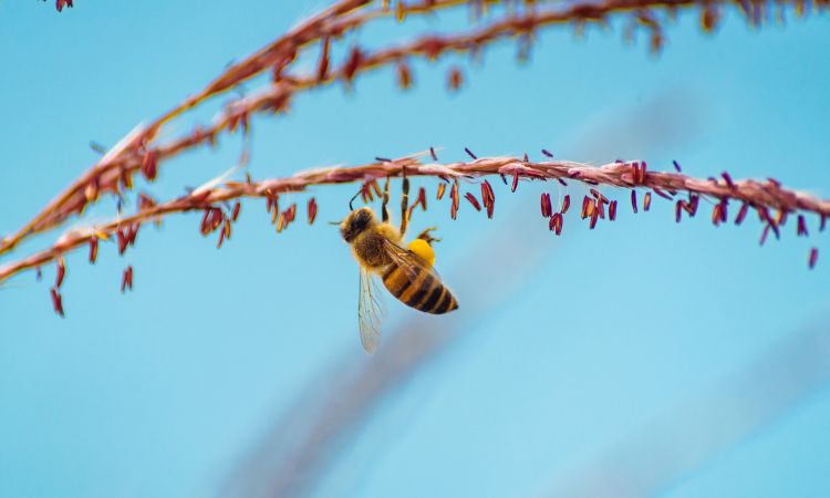 梦见蜜蜂成群什么意思，梦见好多好多成群的蜜蜂是什么意思图1