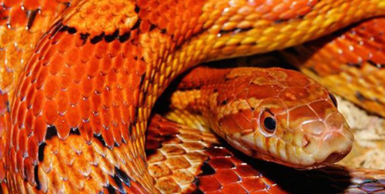 女人梦见红蛇追预示着什么，女人梦到红色的蛇是什么意思图1