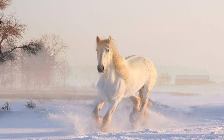 梦见一匹马是什么意思，女人梦见一匹马是什么意思周公解梦图1