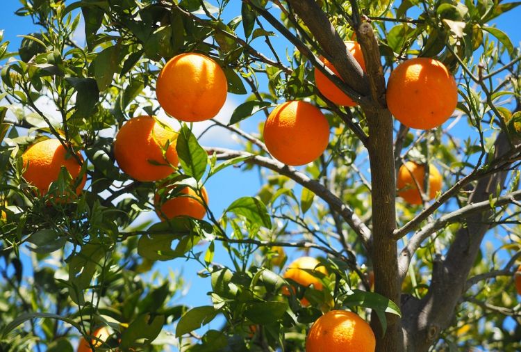 梦见树上结满了好多橘子，梦见树上结满橘子什么意思图1