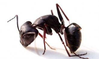 女人梦到很多黑蚂蚁什么意思，女性梦见黑蚂蚁成群有什么征兆吗图1