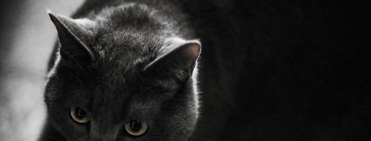 梦见黑猫很温顺什么意思，梦见抱着一只很温顺的猫咪图2