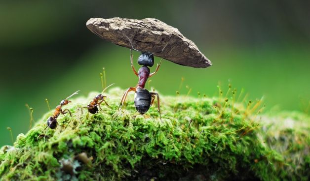 梦见蚂蚁成群在身上爬什么意思，梦见很多蚂蚁在身上爬意味着什么图1