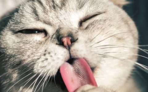 女人梦到被猫抓伤手是什么意思